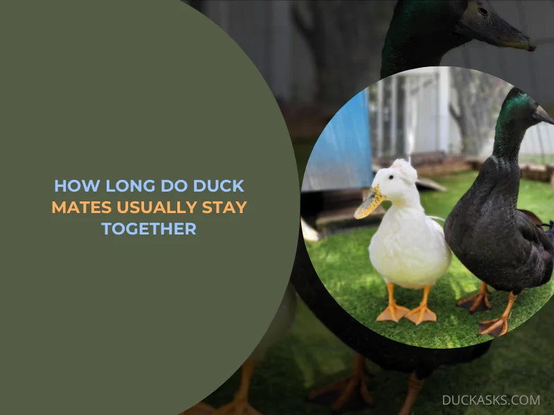 How Long Do Duck Mates Usually Stay Together