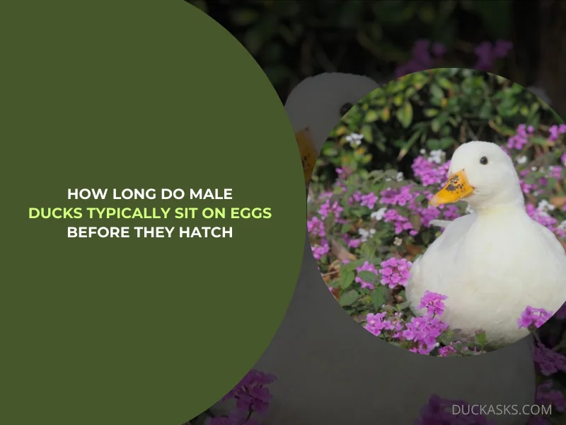 How Long Do Male Ducks Typically Sit on Eggs Before They Hatch