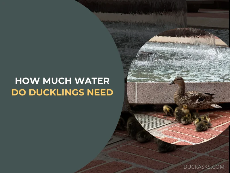 How Much Water Do Ducklings Need