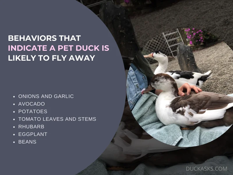 Are There Any Signs or Behaviors that Indicate a Pet Duck Is Likely to Fly Away