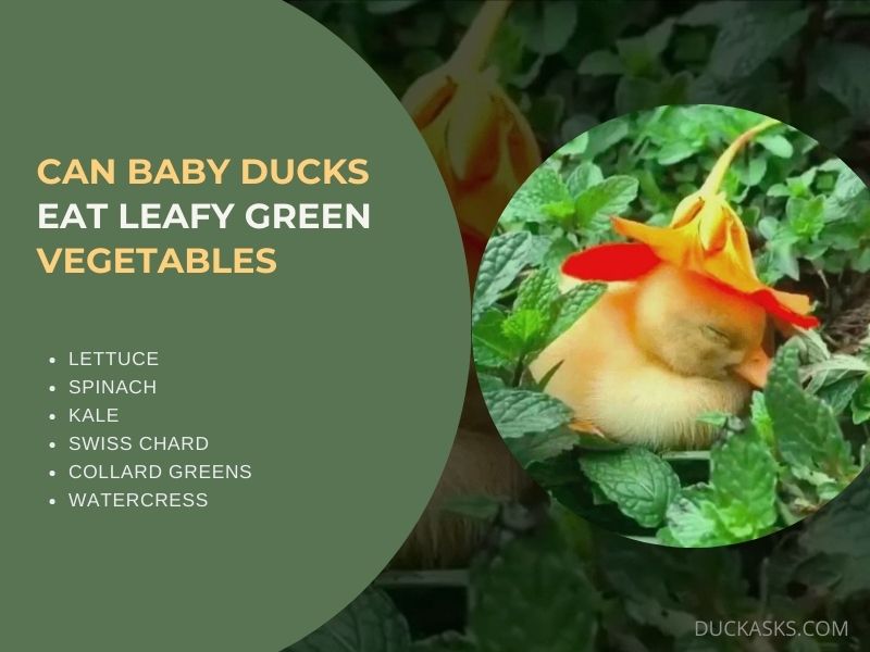 Can Baby Ducks Eat Leafy Green Vegetables