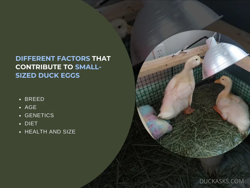 Different Factors that Contribute to Small-Sized Duck Eggs