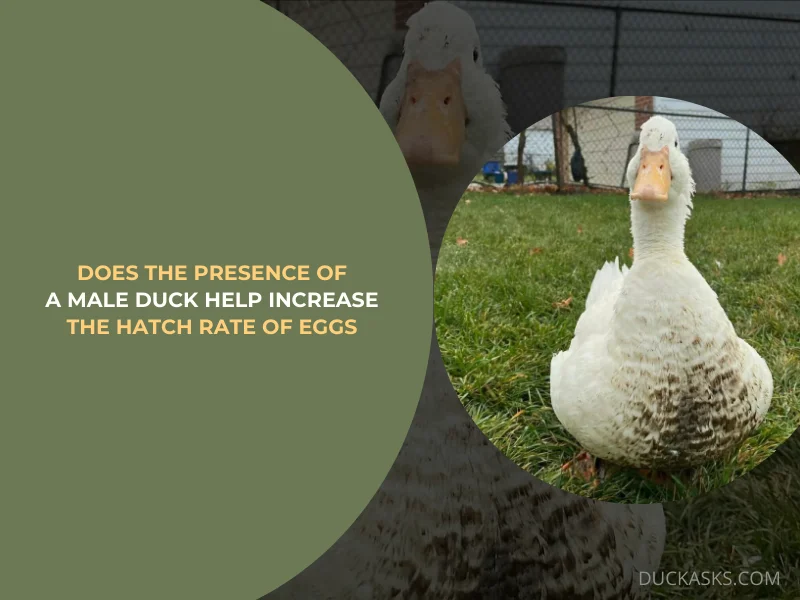 Does the Presence of a Male Duck Help Increase the Hatch Rate of Eggs