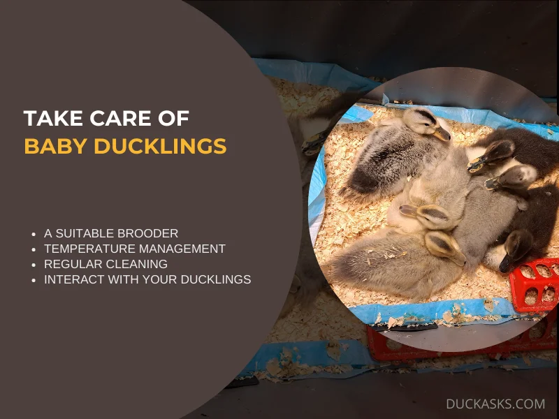 How Do You Take Care of Baby Ducklings