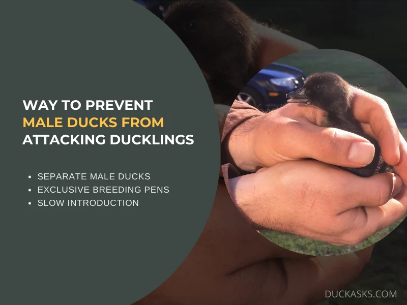 Is There Any Way to Prevent Male Ducks from Attacking Ducklings