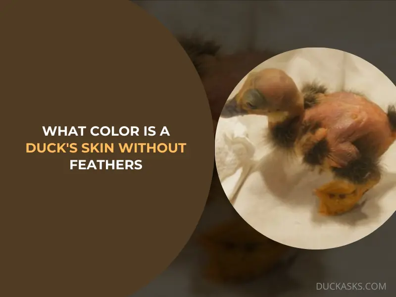 What Color Is a Ducks Skin without Feathers