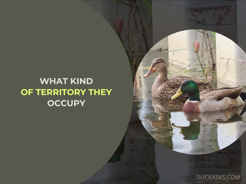 What Kind of Territory Does a Mallard Duck Typically Occupy