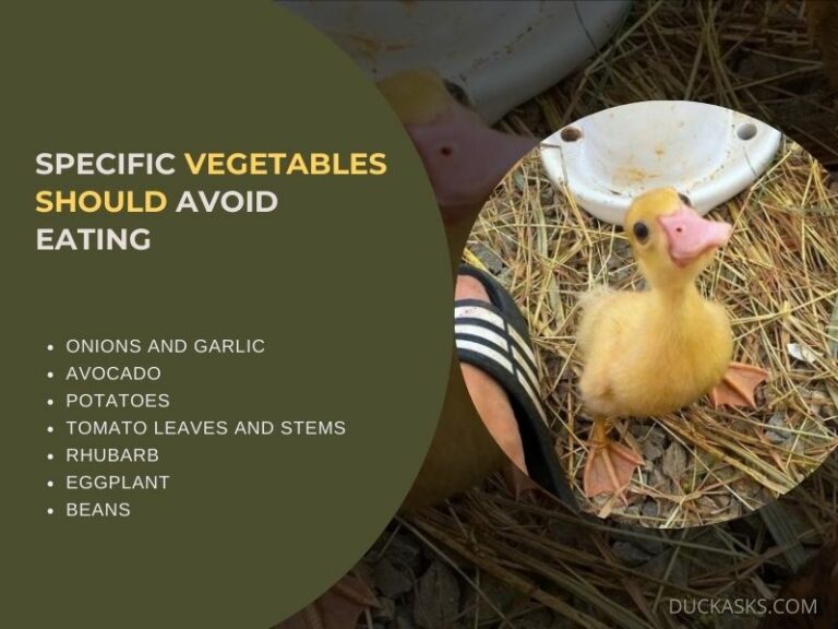 What Fruits And Vegetables Can Baby Ducks Eat? Duck Asks