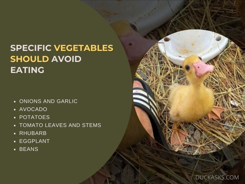 Are There Any Specific Vegetables that Baby Ducks Should Avoid Eating