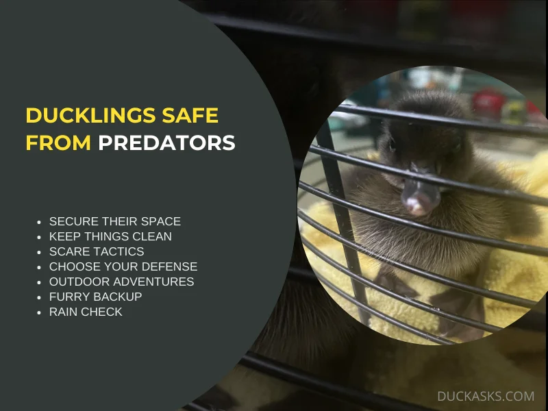 How to Keep Ducklings Safe from Predators