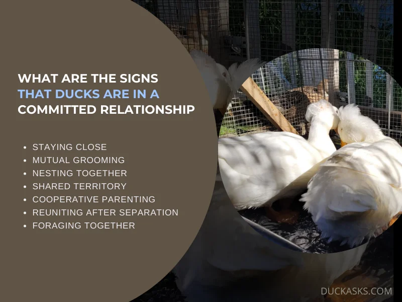 What Are the Signs that Ducks Are in a Committed Relationship