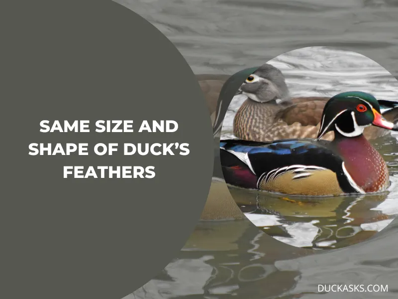 Are All Duck Feathers the Same Size and Shape