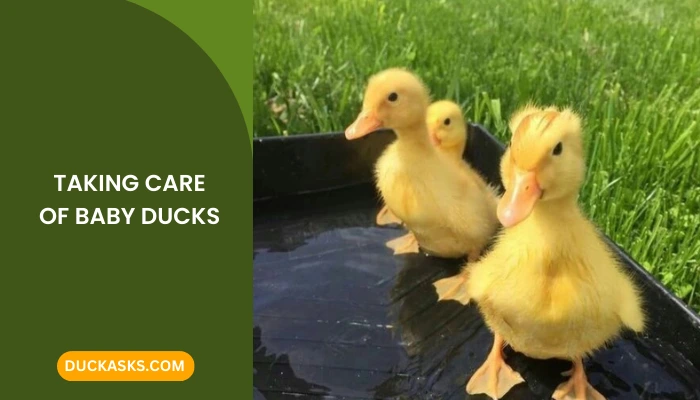 Are Baby Ducks Easy to Take Care of?