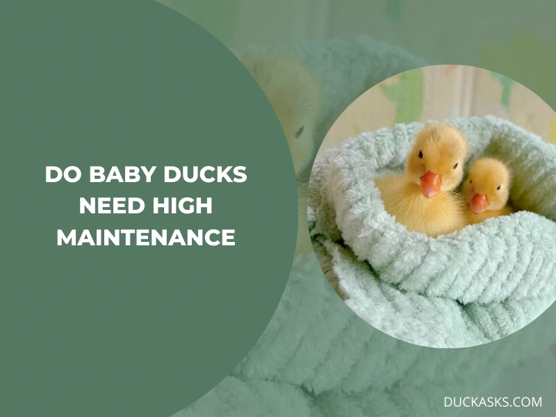 Are Baby Ducks High Maintenance