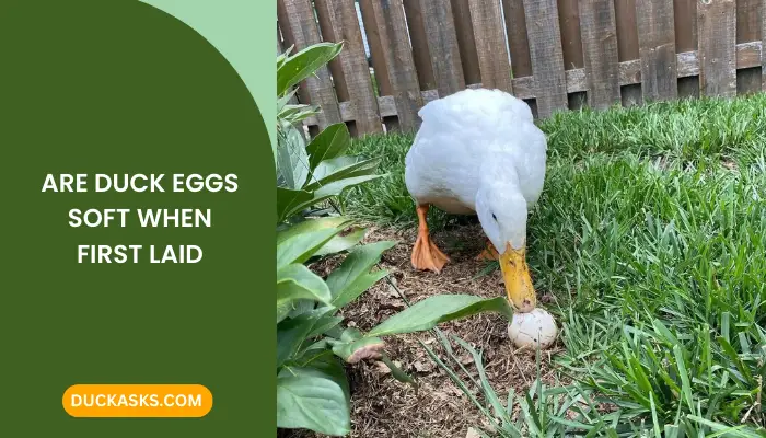 Are Duck Eggs Soft When First Laid? - Duck Asks