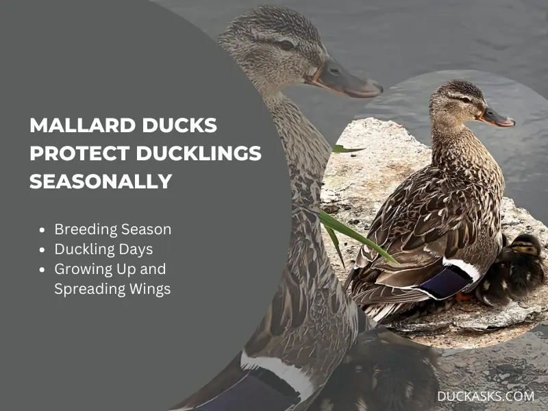 Are Mallard Ducks More Protective of Their Ducklings During Certain Times of the Year