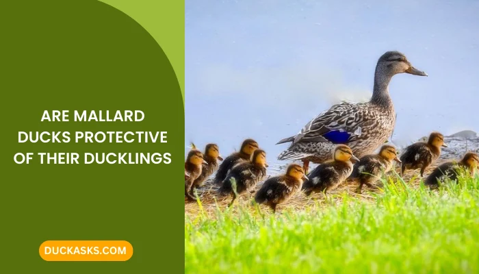 Are Mallard Ducks Protective Of Their Ducklings