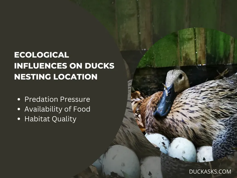 Are There Any Ecological Factors that Influence Ducks to Nest Away from Water