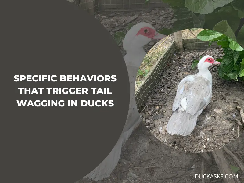 Are There Any Specific Behaviors that Trigger Tail Wagging in Ducks