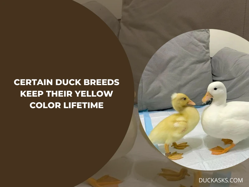 Are There Certain Breeds Of Ducks That Retain Their Yellow Color Throughout Their Lives