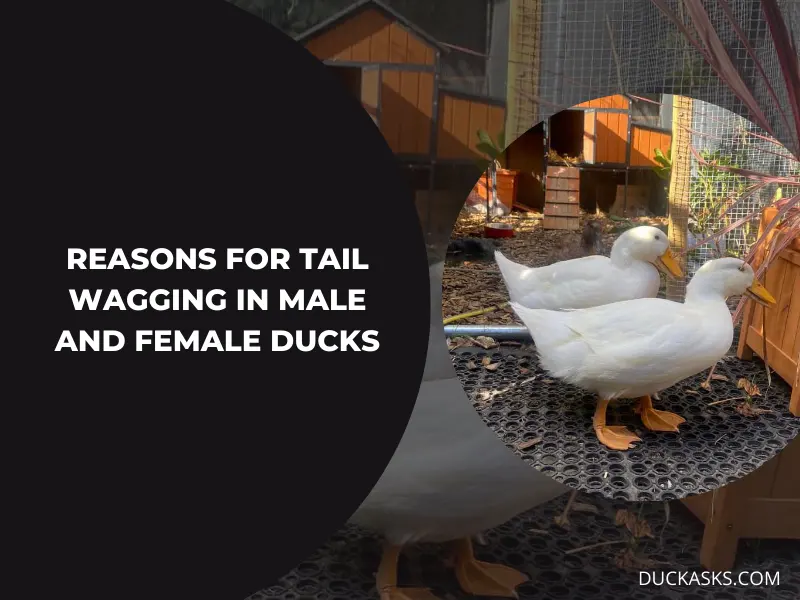 Are There Different Reasons for Tail Wagging in Male and Female Ducks