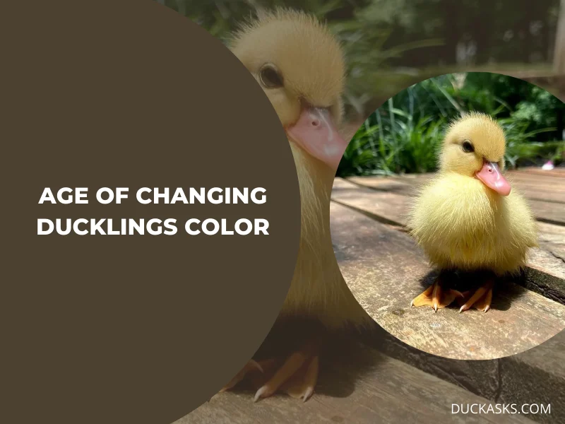 At What Age Do Yellow Ducklings Typically Start To Change Color