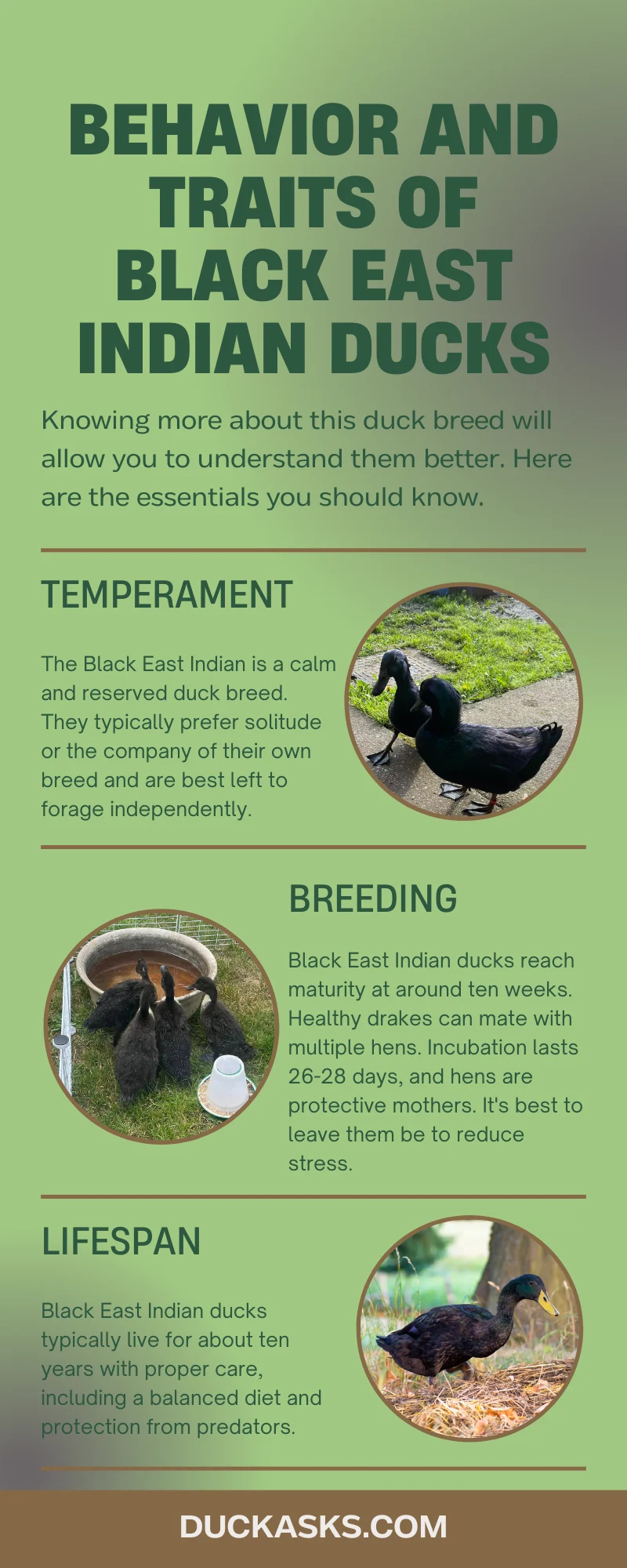 Behavior and Traits of Black East Indian Ducks