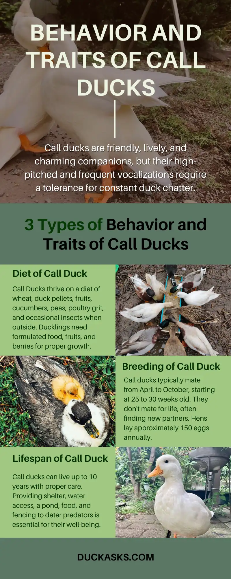 Behavior and Traits of Call Ducks