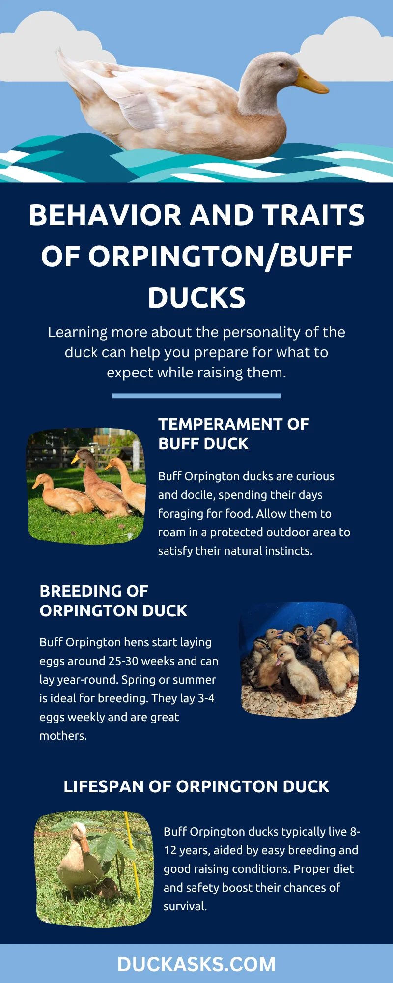 Behavior and Traits of Orpington-Buff Ducks