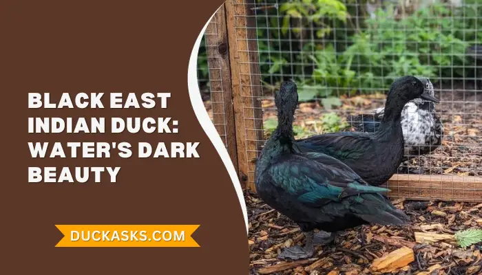 Black East Indian Duck: History And Breed Guide