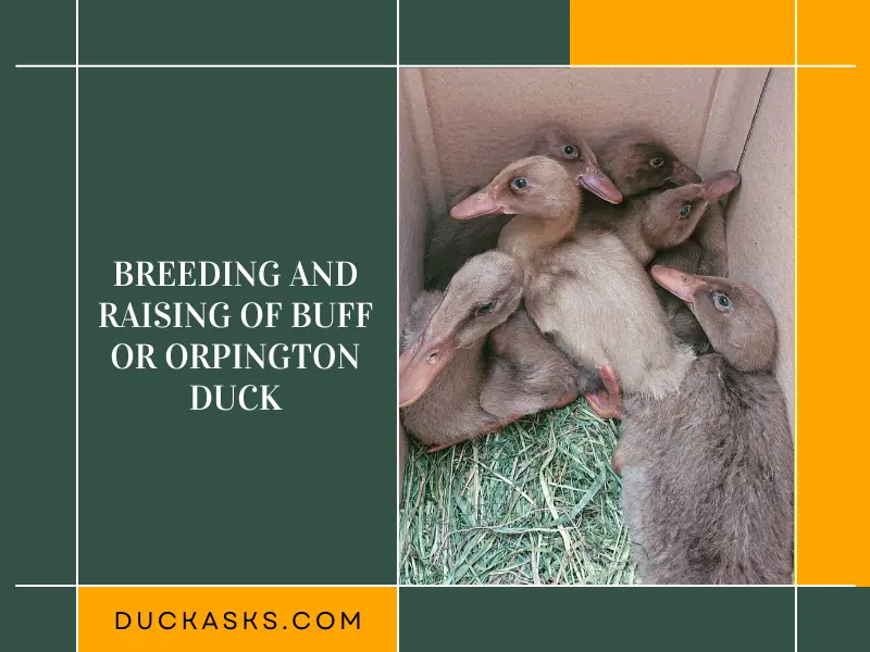 Breeding And Raising