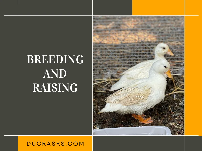 Breeding and Raising