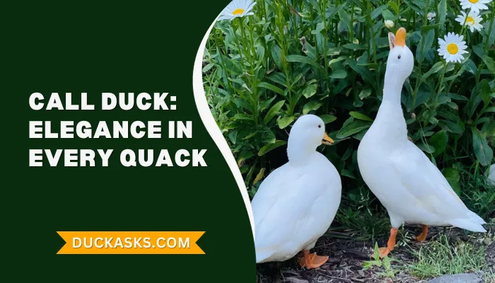 Call Duck: History, Behavior And Breed Guide