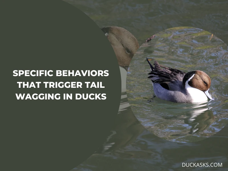 Can Ducks Wag Their Tails When They Are in the Water