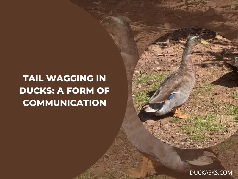 Can Tail Wagging in Ducks be a Form of Communication