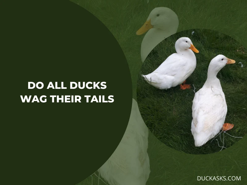 Do All Ducks Wag Their Tails