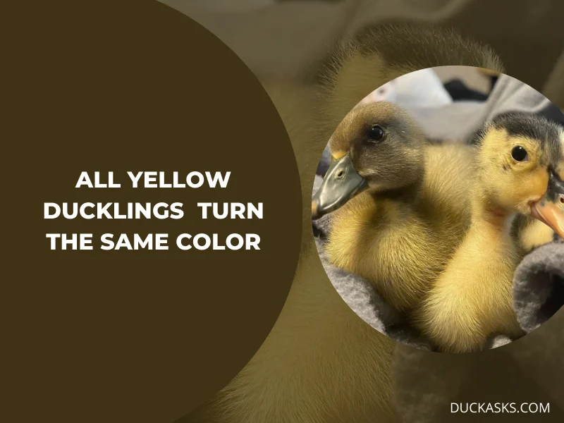 Do All Yellow Ducklings Eventually Turn The Same Color