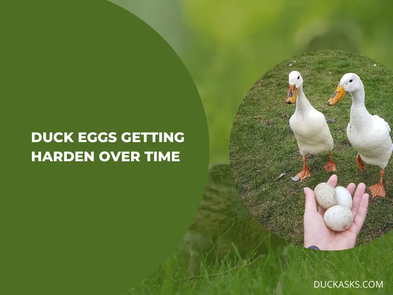 Do Duck Eggs Harden Over Time