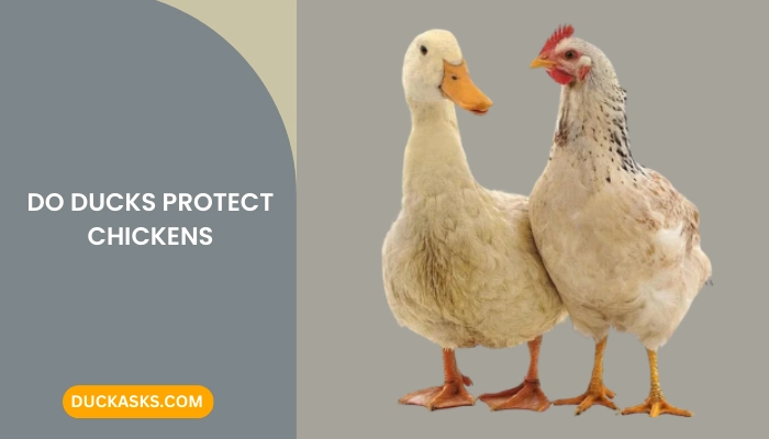 Do Ducks Protect Chickens