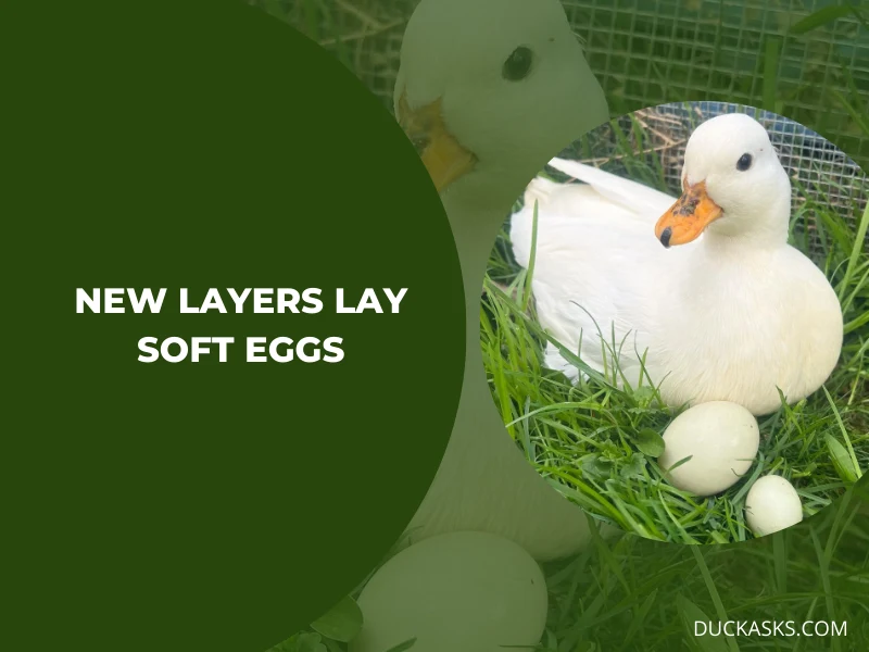 Are Duck Eggs Soft When First Laid? - Duck Asks