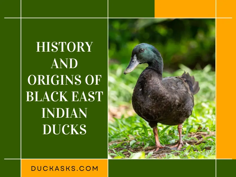 History and Origins of Black East Indian Ducks