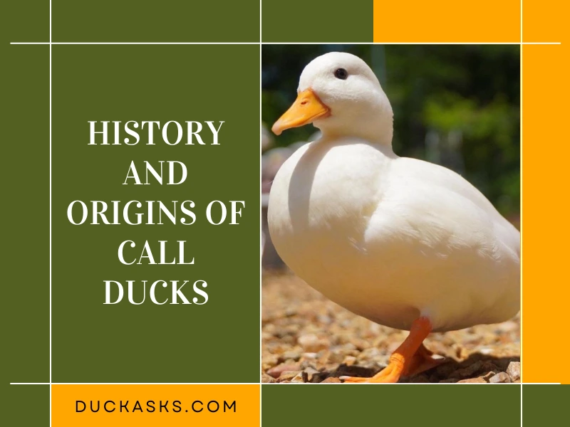 History and Origins of Call Ducks