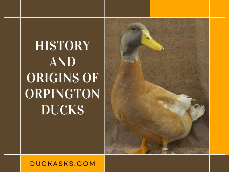 History and Origins of Orpington Ducks