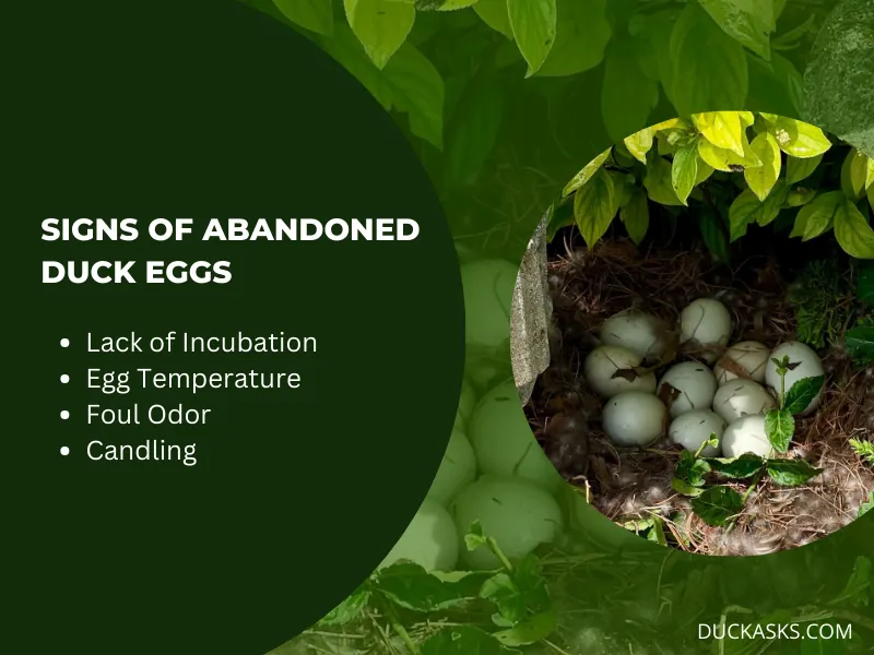 How Can You Tell If a Duck Egg Is Abandoned