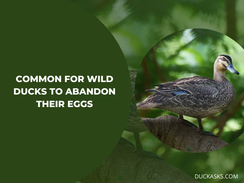 How Common Is It for Ducks to Abandon Their Eggs in the Wild