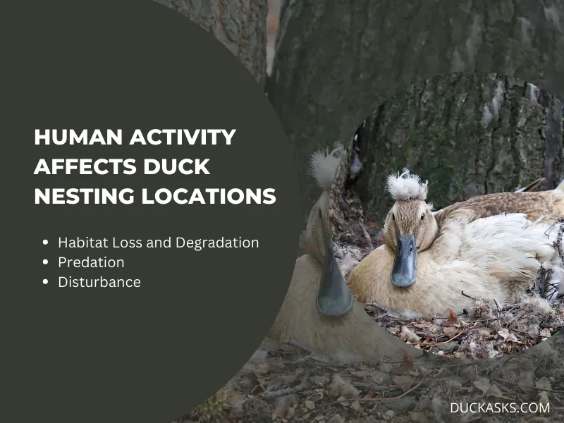 How Does Human Activity Affect Duck Nesting Locations