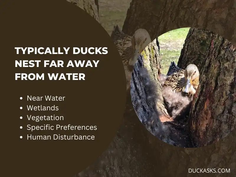 How Far Away from Water Do Ducks Typically Nest