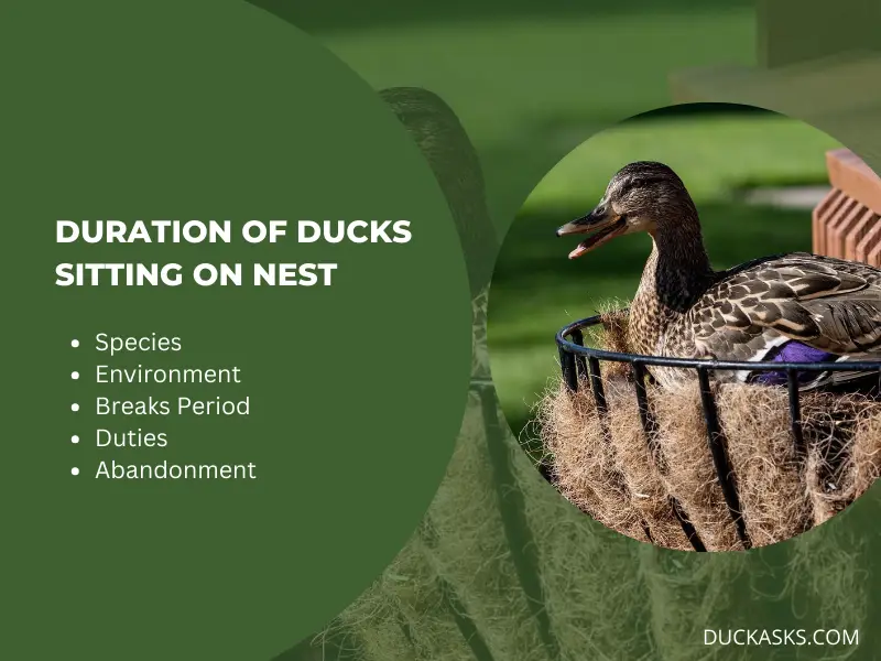 How Long Do Ducks Sit on Nest