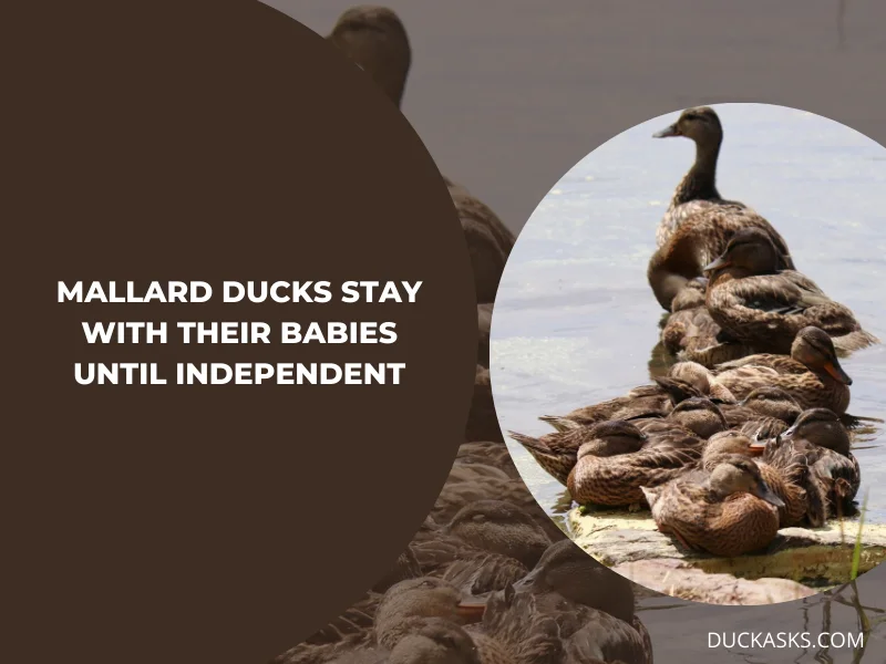 How Long Do Mallard Ducks Stay with Their Ducklings Before They Become Independent