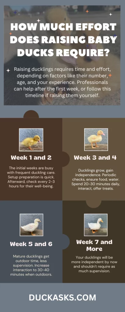 How Much Time and Effort Is Needed to Properly Care for Baby Ducks